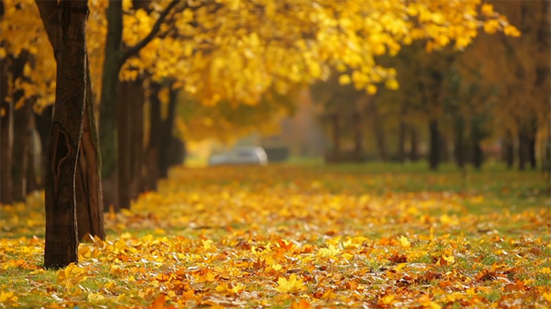 秋天落叶树叶意境视频素材 视频素材 第1张
