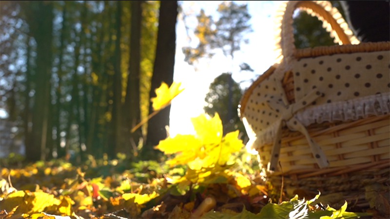 秋天落叶树叶意境视频素材 视频素材 第2张