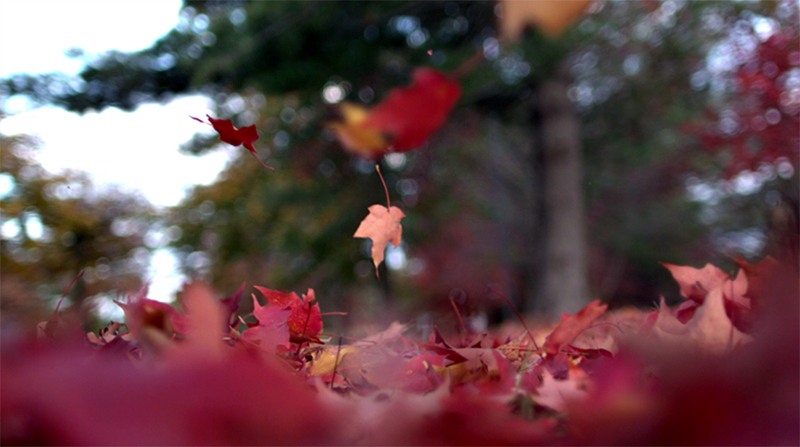 秋天落叶树叶意境视频素材 视频素材 第4张