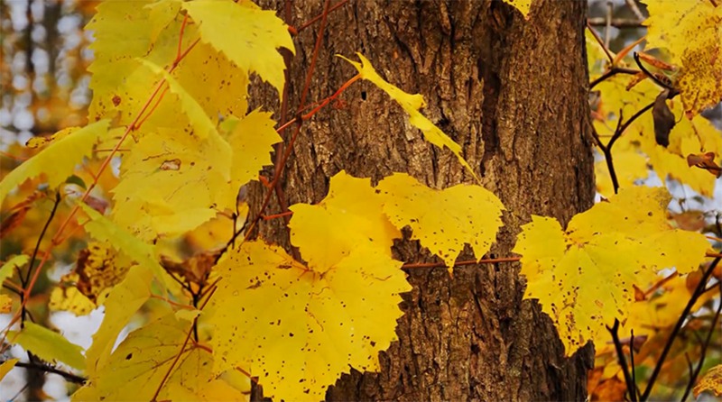 秋天落叶树叶意境视频素材 视频素材 第5张