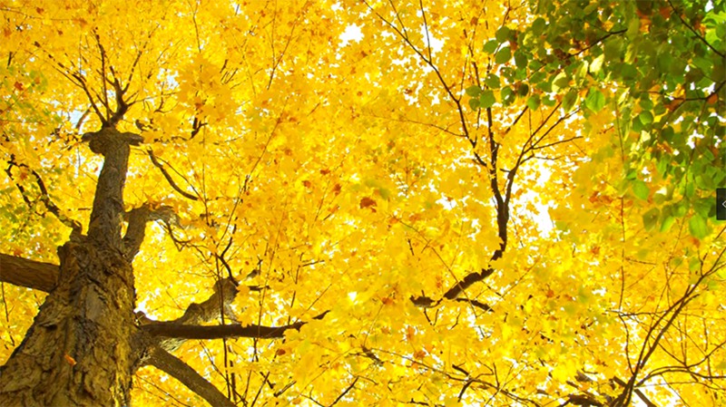 秋天落叶树叶意境视频素材 视频素材 第6张