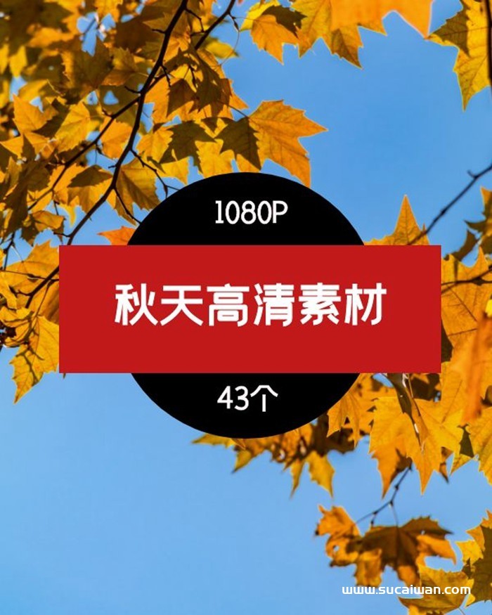 秋天+落叶树木高清风景素材-3 视频素材 第1张