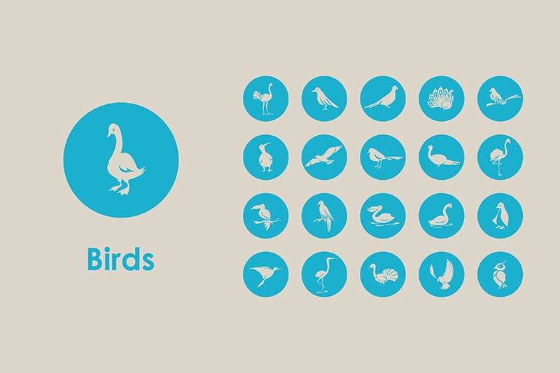 20枚鸟类矢量图标，AI PNG格式 图标素材 第1张
