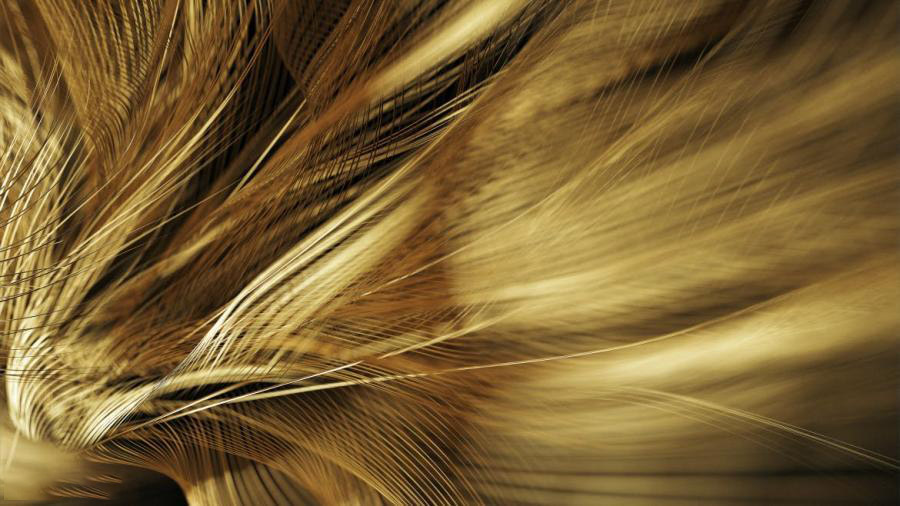 背景素材-金色羽毛背景图片素材 图片素材 第3张