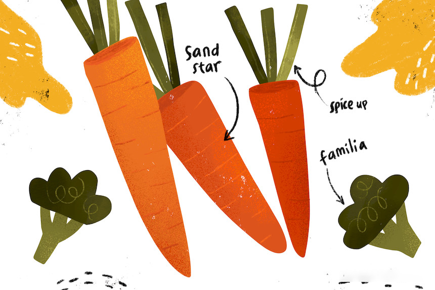 Procreate笔刷-卡通蔬菜水果谷物纹理干画笔笔刷素材下载 笔刷资源 第4张