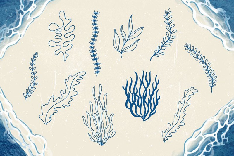 Procreate笔刷-贝壳海藻珊瑚线稿图案纹理笔刷素材 笔刷资源 第7张
