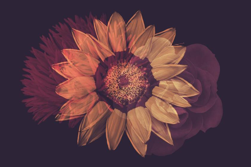 PS笔刷-自然花朵玫瑰丁香花菊花Photoshop笔刷素材 笔刷资源 第7张
