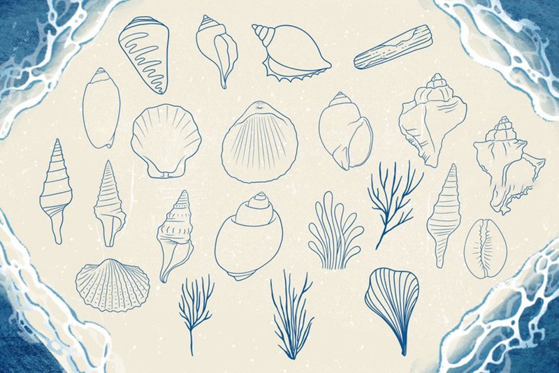 Procreate笔刷-贝壳海藻珊瑚线稿图案纹理笔刷素材 笔刷资源 第5张