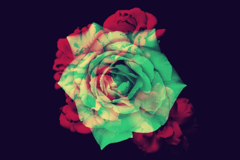 PS笔刷-自然花朵玫瑰丁香花菊花Photoshop笔刷素材 笔刷资源 第5张