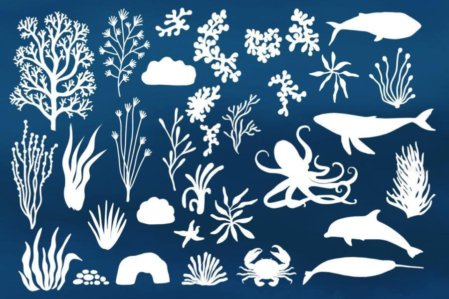 Procreate笔刷-海底世界海洋生物海藻类图案笔刷 笔刷资源 第2张