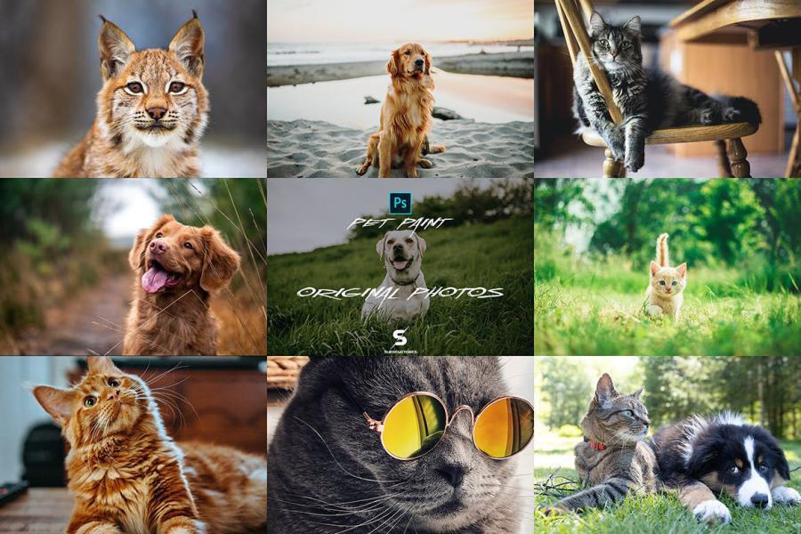 PSD模板-将宠物照片处理成油画效果PSD滤镜模板 图片素材 第7张