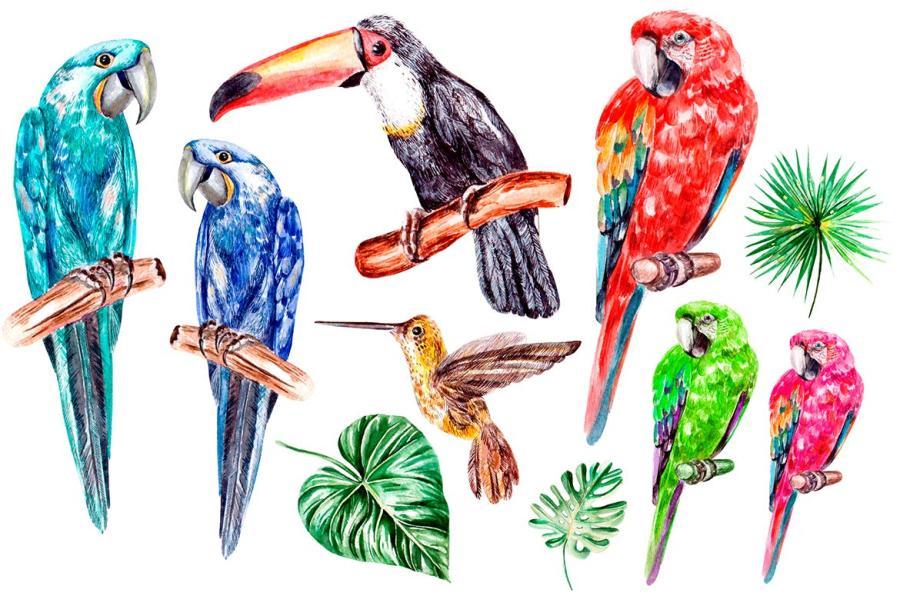 PNG素材-水彩热带动植物主题元素设计插画PNG素材 图片素材 第6张