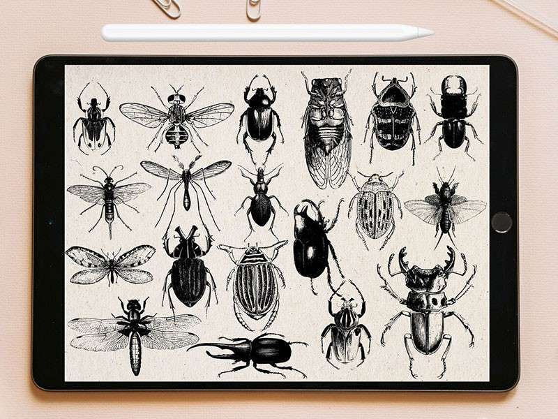 100个昆虫标本集Procreate笔刷 笔刷资源 第2张