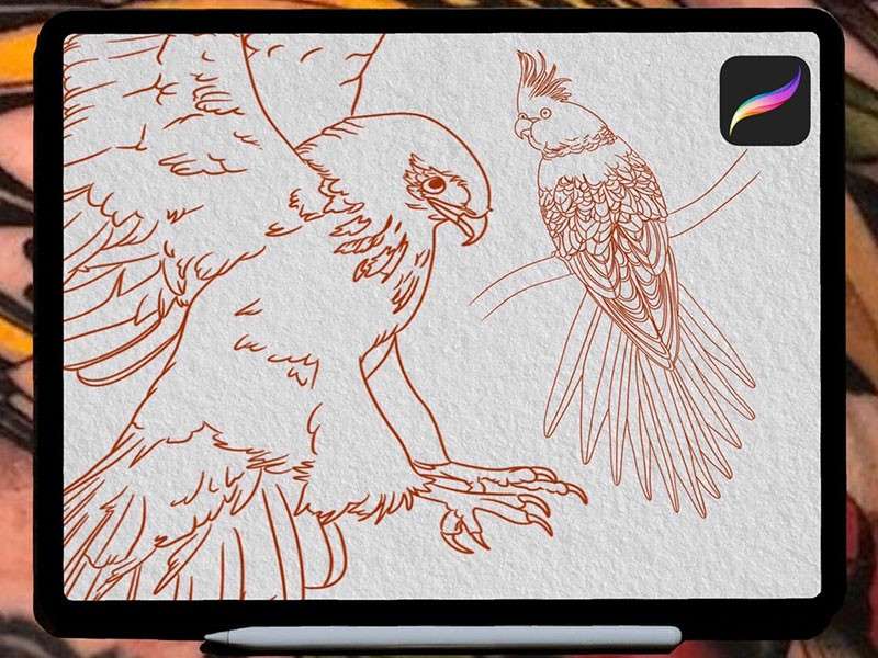 鸟类纹身图案Procreate笔刷 笔刷资源 第3张