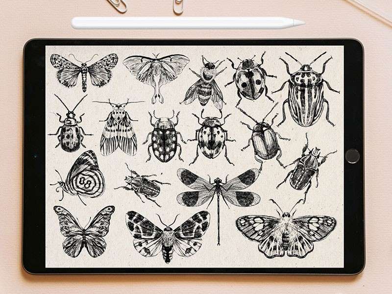 100个昆虫标本集Procreate笔刷 笔刷资源 第6张