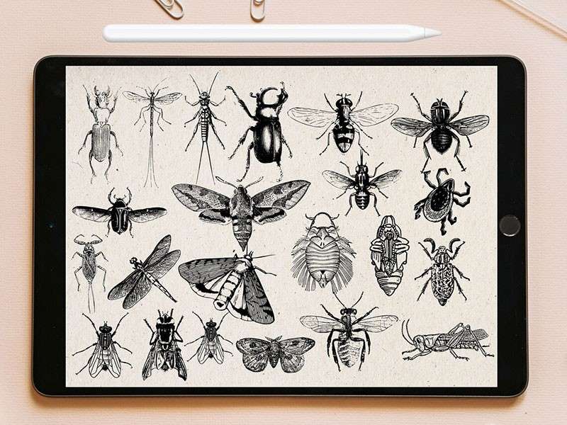 100个昆虫标本集Procreate笔刷 笔刷资源 第5张