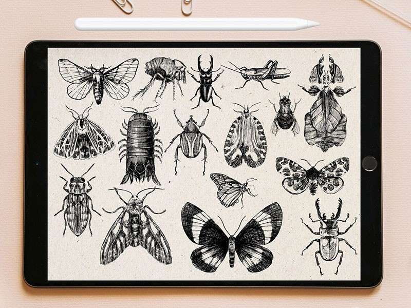 100个昆虫标本集Procreate笔刷 笔刷资源 第4张
