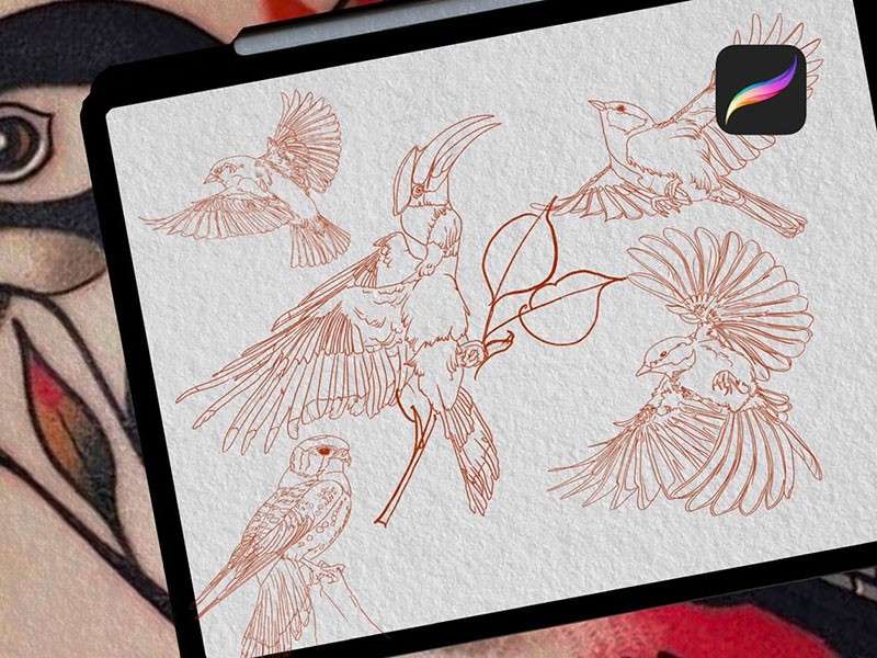 鸟类纹身图案Procreate笔刷 笔刷资源 第4张