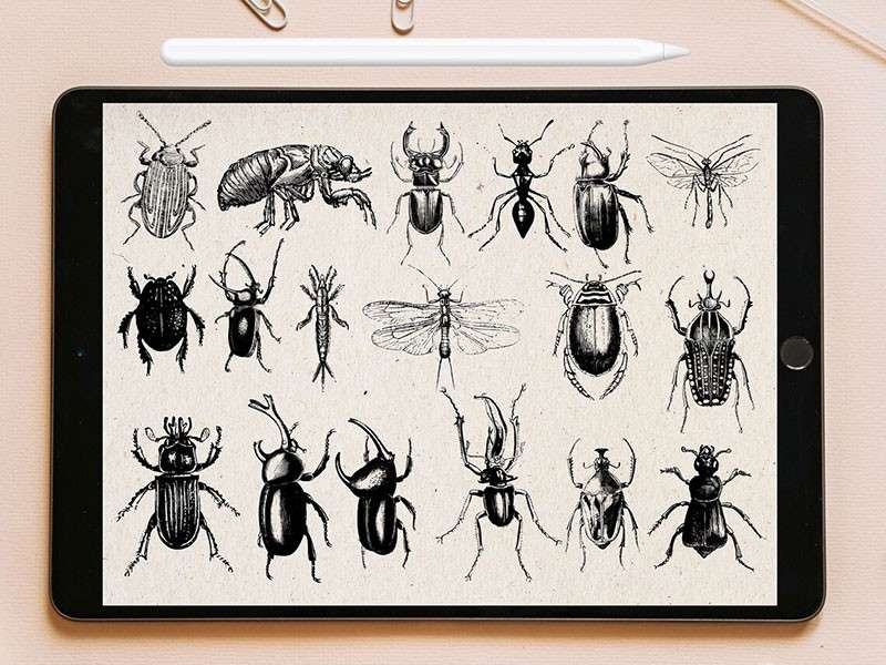 100个昆虫标本集Procreate笔刷 笔刷资源 第3张