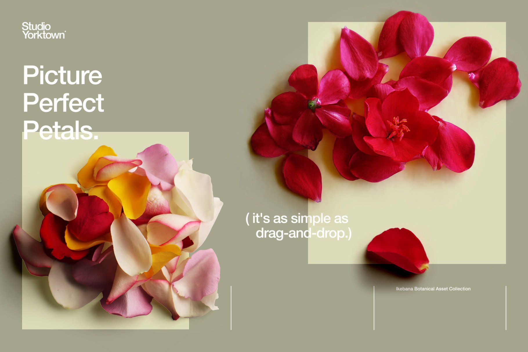 超高分辨率玫瑰芙蓉花卉植物花瓣PNG免抠图大合集 Ikebana Botanical Asset Collection 图片素材 第3张