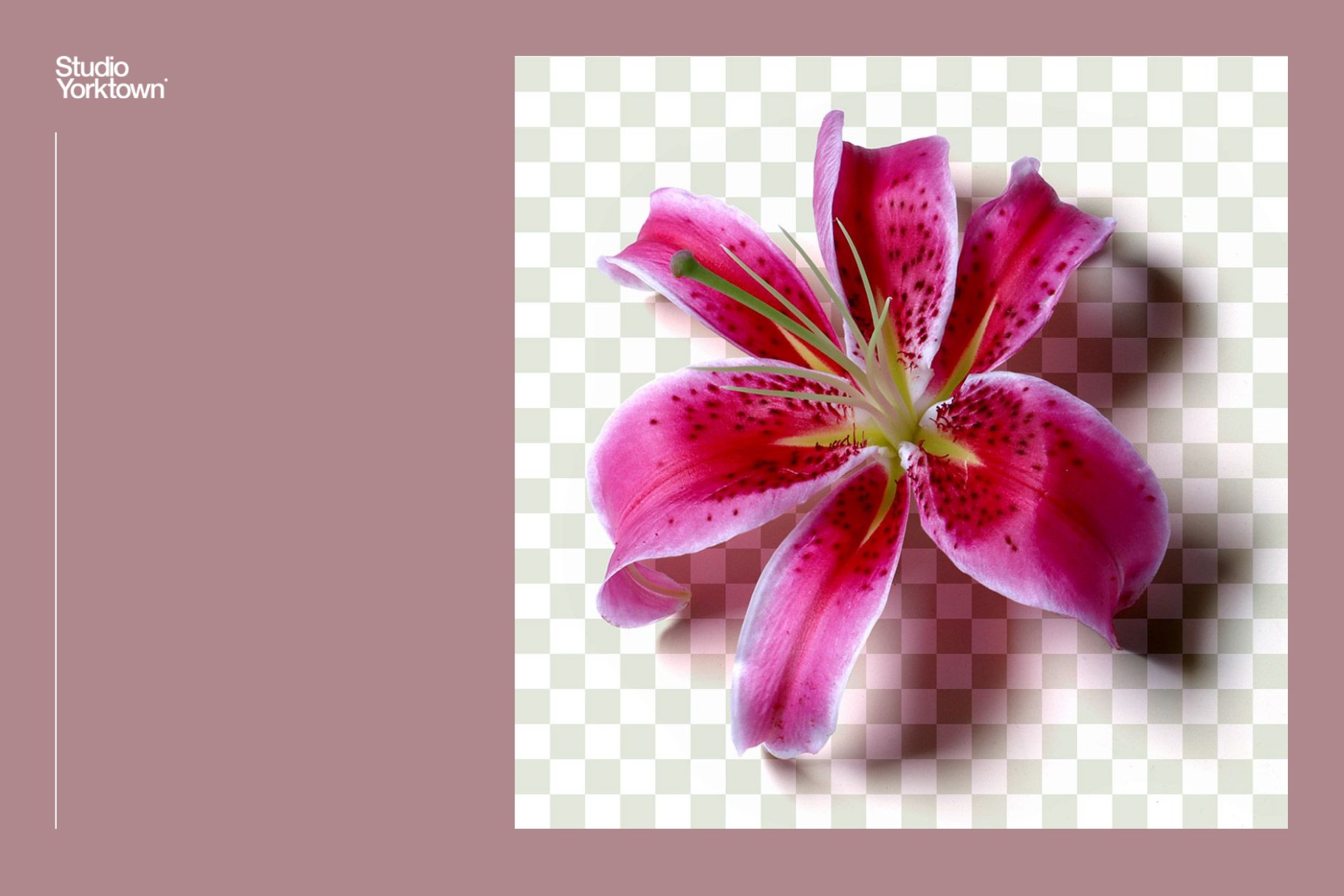 超高分辨率玫瑰芙蓉花卉植物花瓣PNG免抠图大合集 Ikebana Botanical Asset Collection 图片素材 第7张