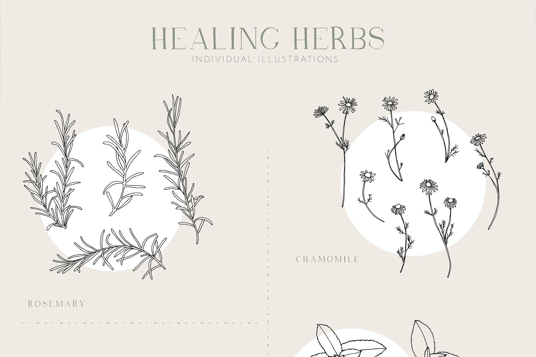 草药无缝矢量图案和插画 Herbs Patterns & Illustrations 图片素材 第5张