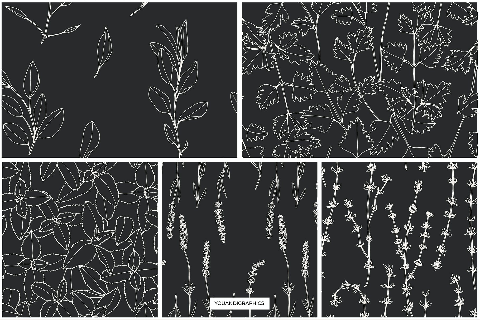 草药无缝矢量图案和插画 Herbs Patterns & Illustrations 图片素材 第14张