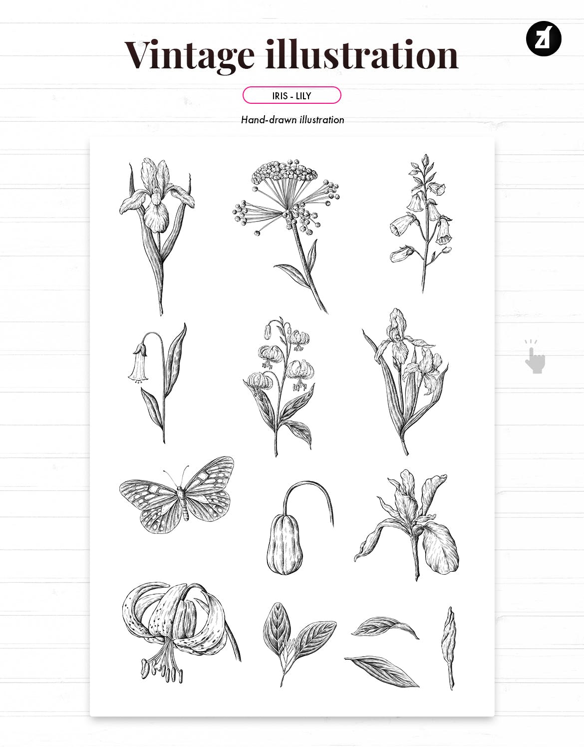 鸢尾花&百合复古插画和图案 Iris and lily vintage illustration and pattern 图片素材 第4张