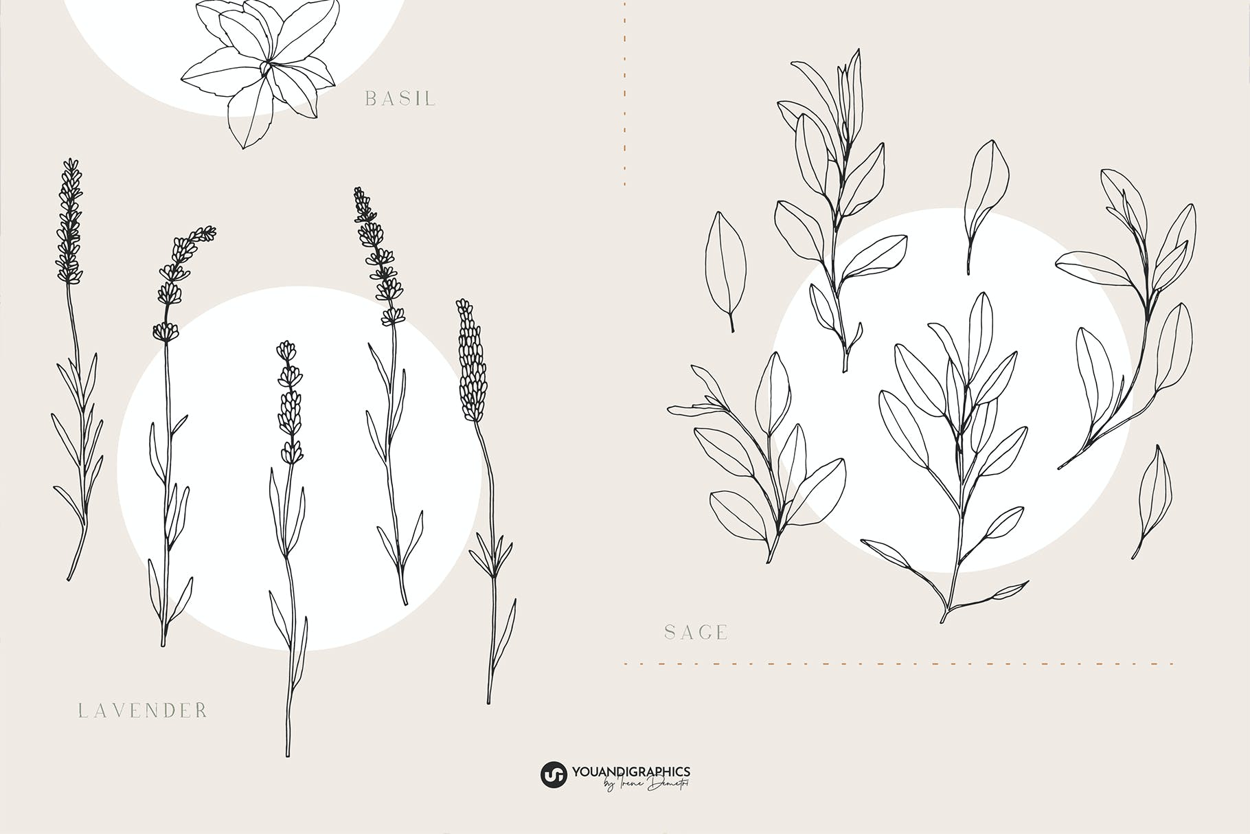 草药无缝矢量图案和插画 Herbs Patterns & Illustrations 图片素材 第10张