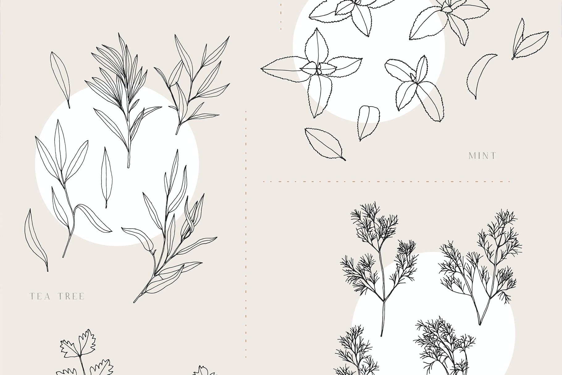 草药无缝矢量图案和插画 Herbs Patterns & Illustrations 图片素材 第6张