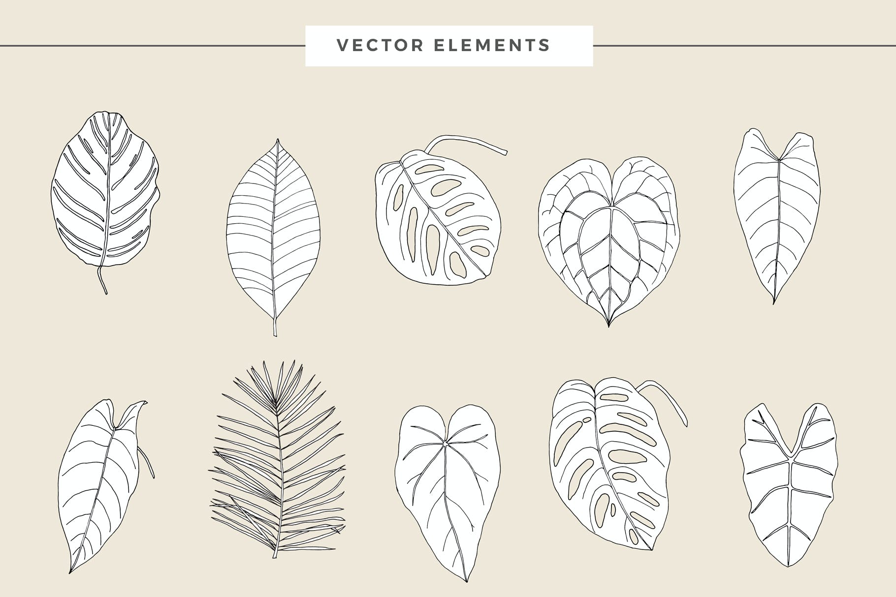 植物叶子热带图案素材 Big Leaves – Tropical Patterns 图片素材 第11张