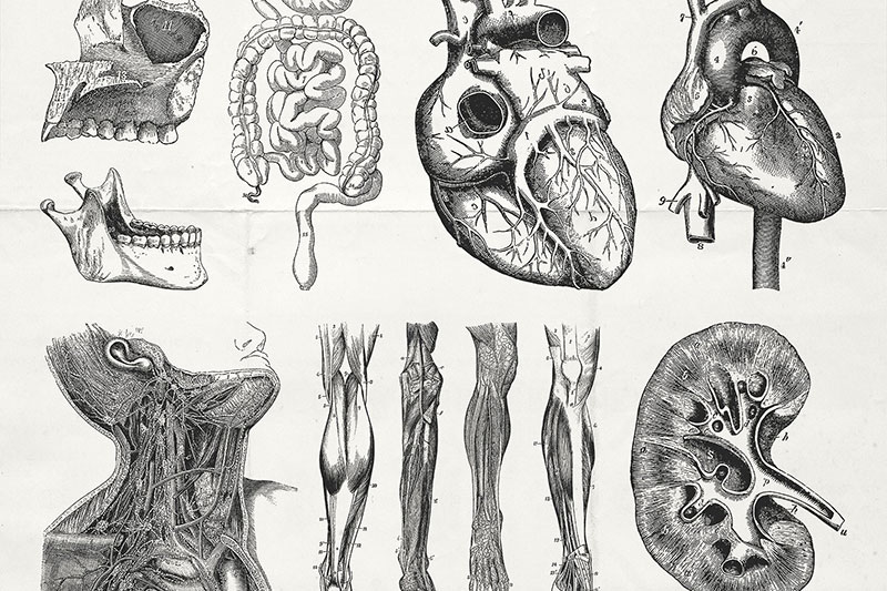 76幅人体器官解剖学示意图，AI源文件 图片素材 第5张