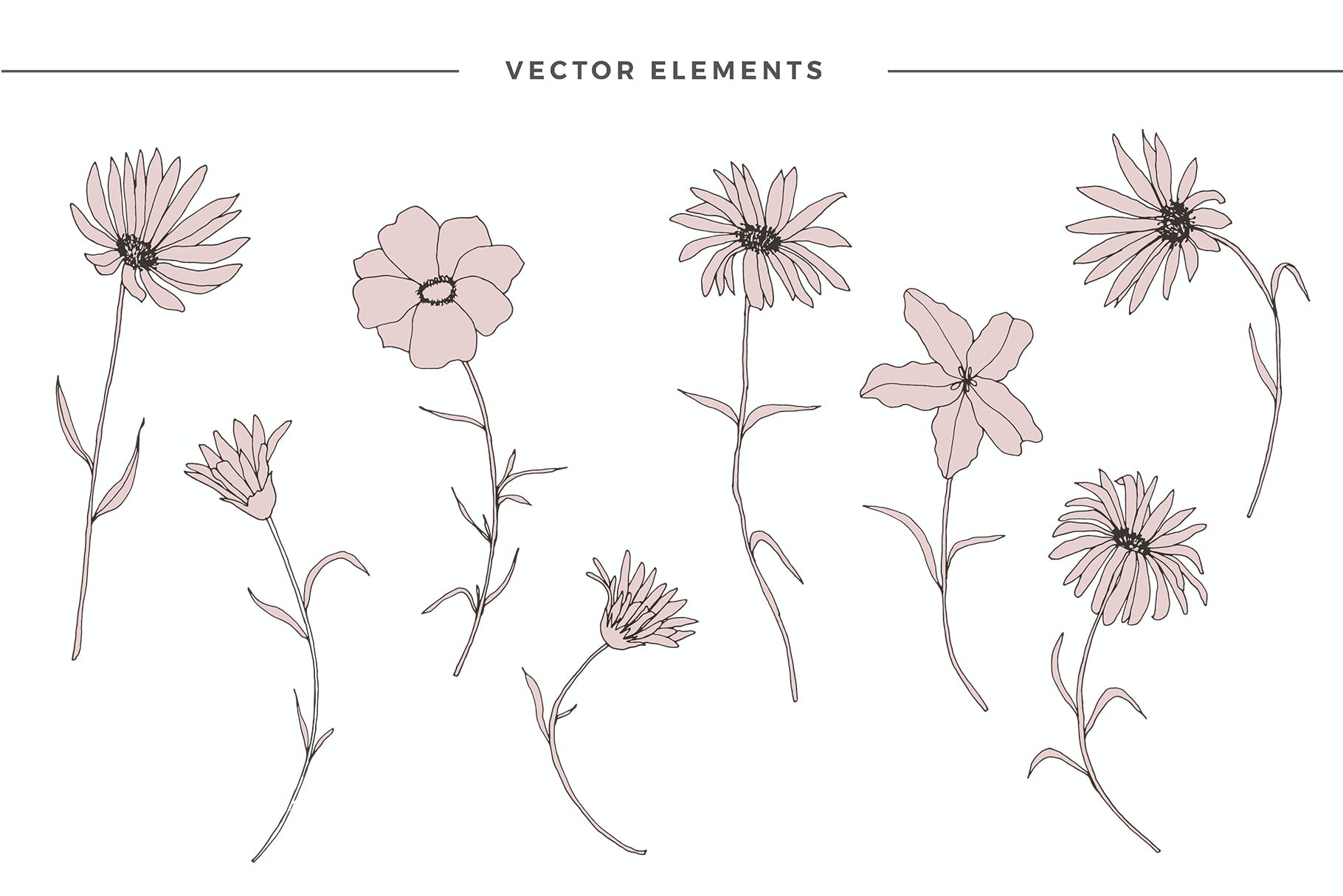 精美的花卉图案和元素 Dainty Floral Patterns & Elements 图片素材 第15张