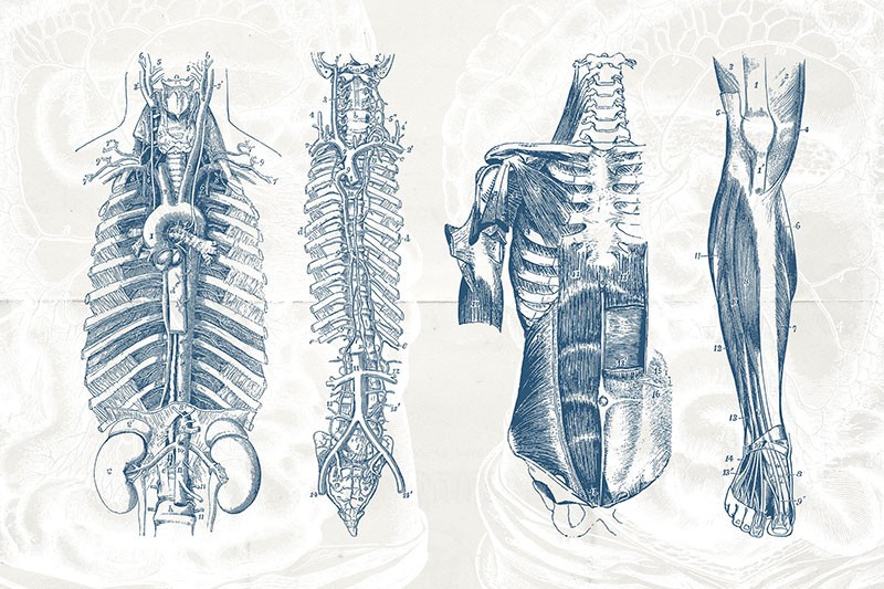 76幅人体器官解剖学示意图，AI源文件 图片素材 第3张