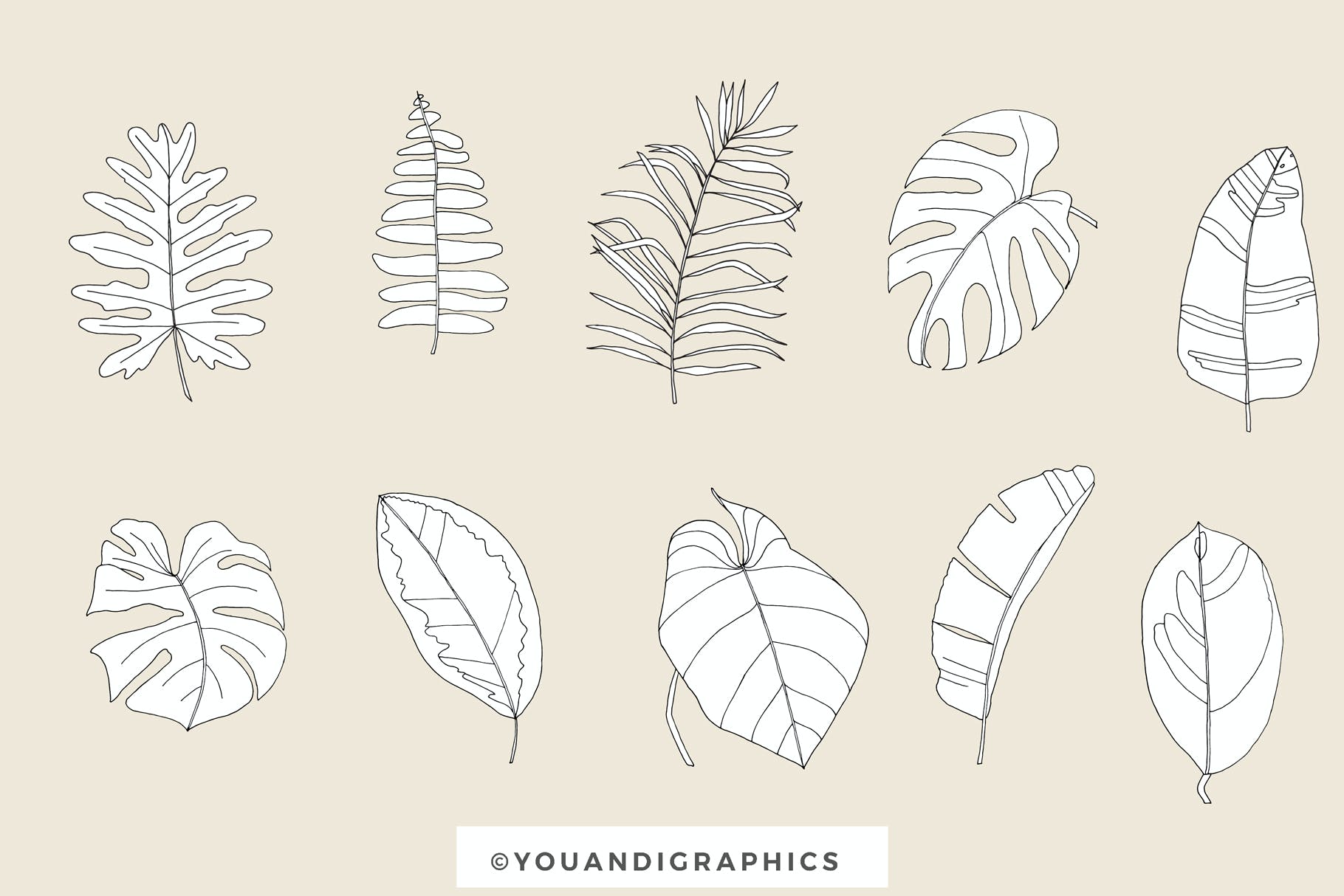 植物叶子热带图案素材 Big Leaves – Tropical Patterns 图片素材 第13张