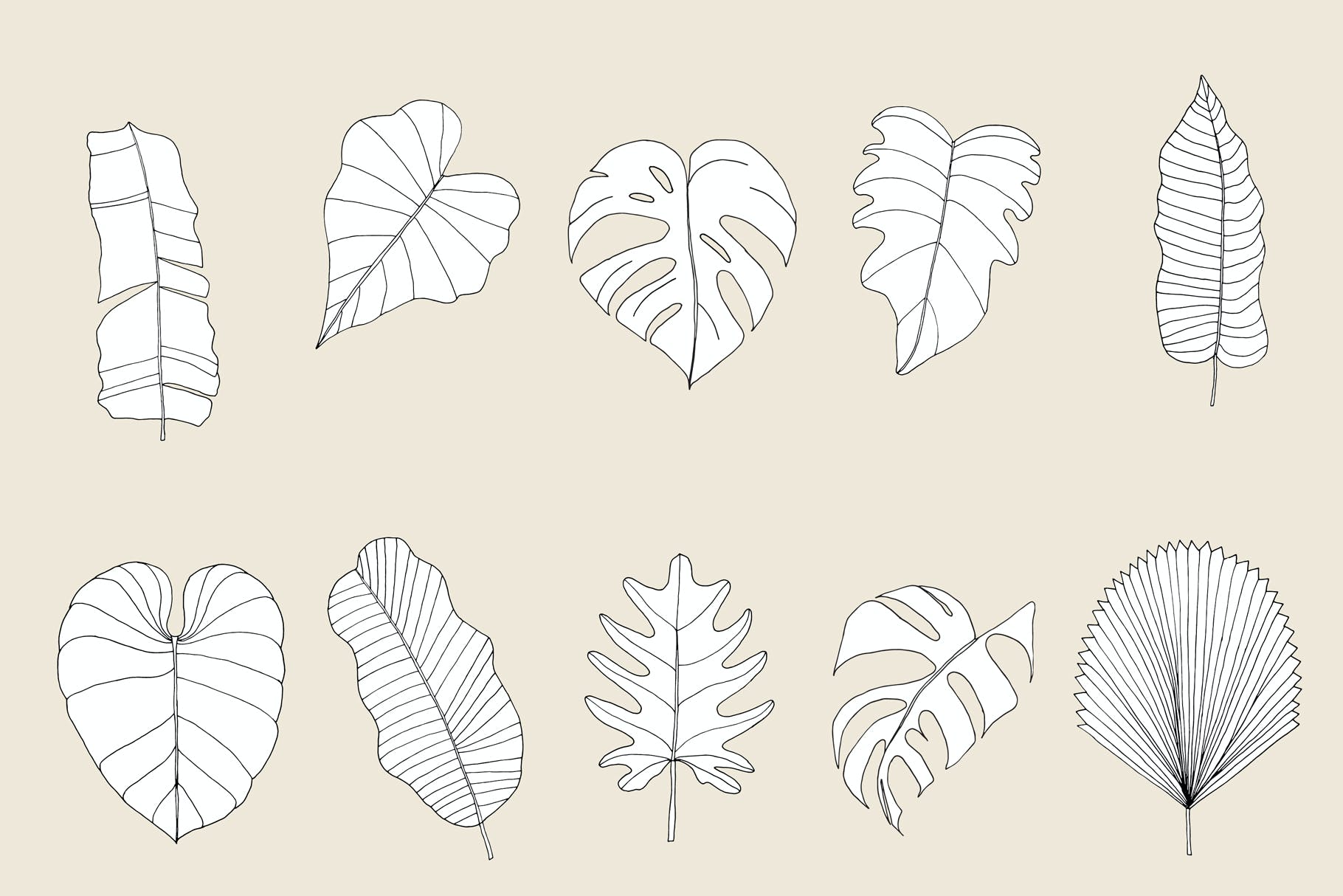 植物叶子热带图案素材 Big Leaves – Tropical Patterns 图片素材 第12张