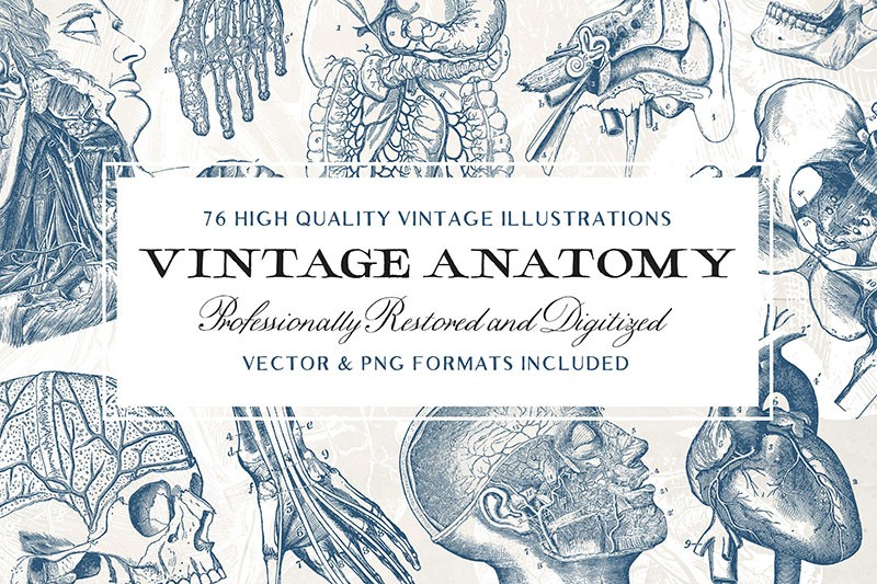 76幅人体器官解剖学示意图，AI源文件 图片素材 第1张