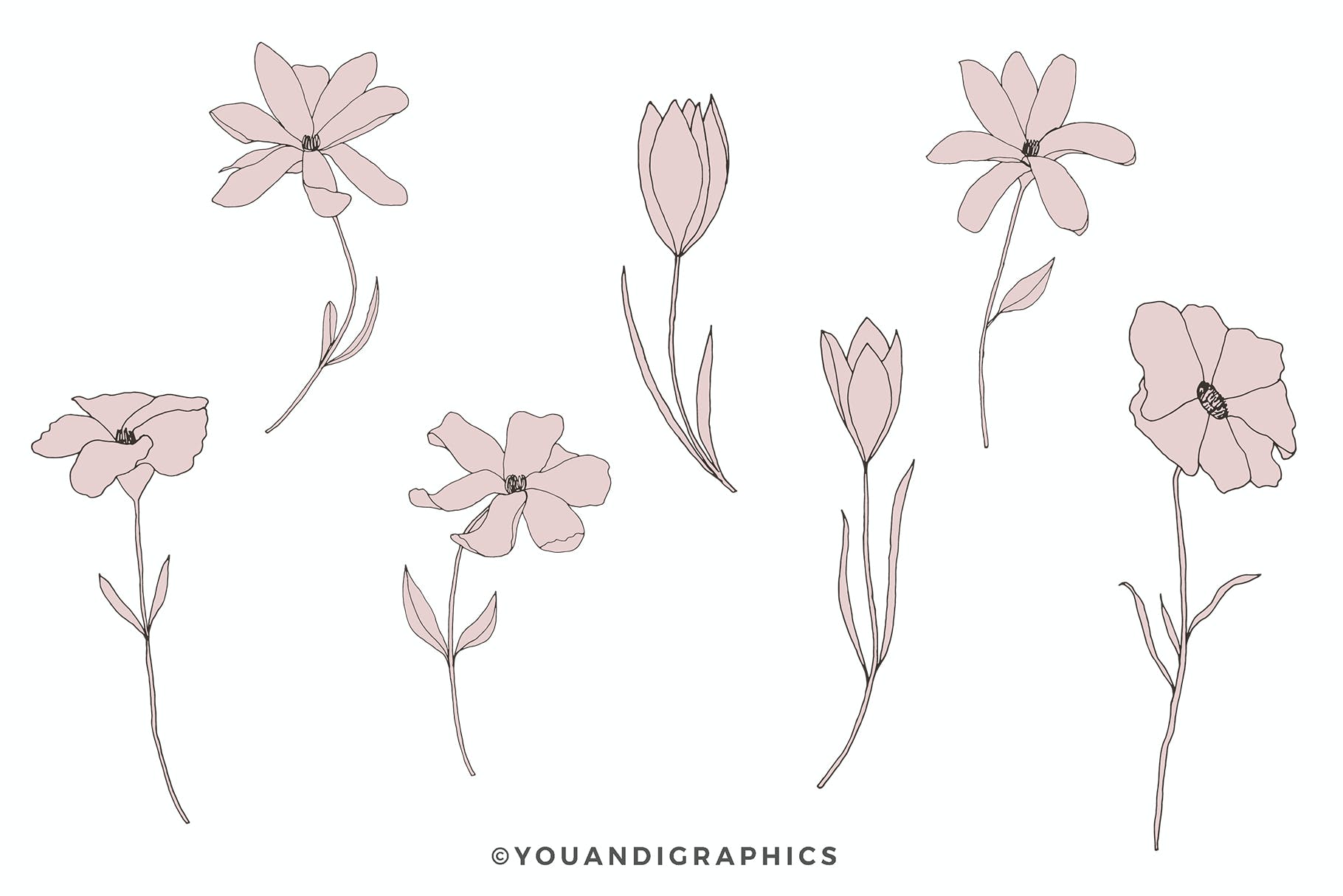 精美的花卉图案和元素 Dainty Floral Patterns & Elements 图片素材 第12张