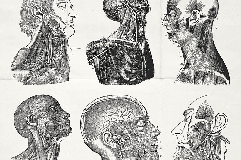 76幅人体器官解剖学示意图，AI源文件 图片素材 第4张