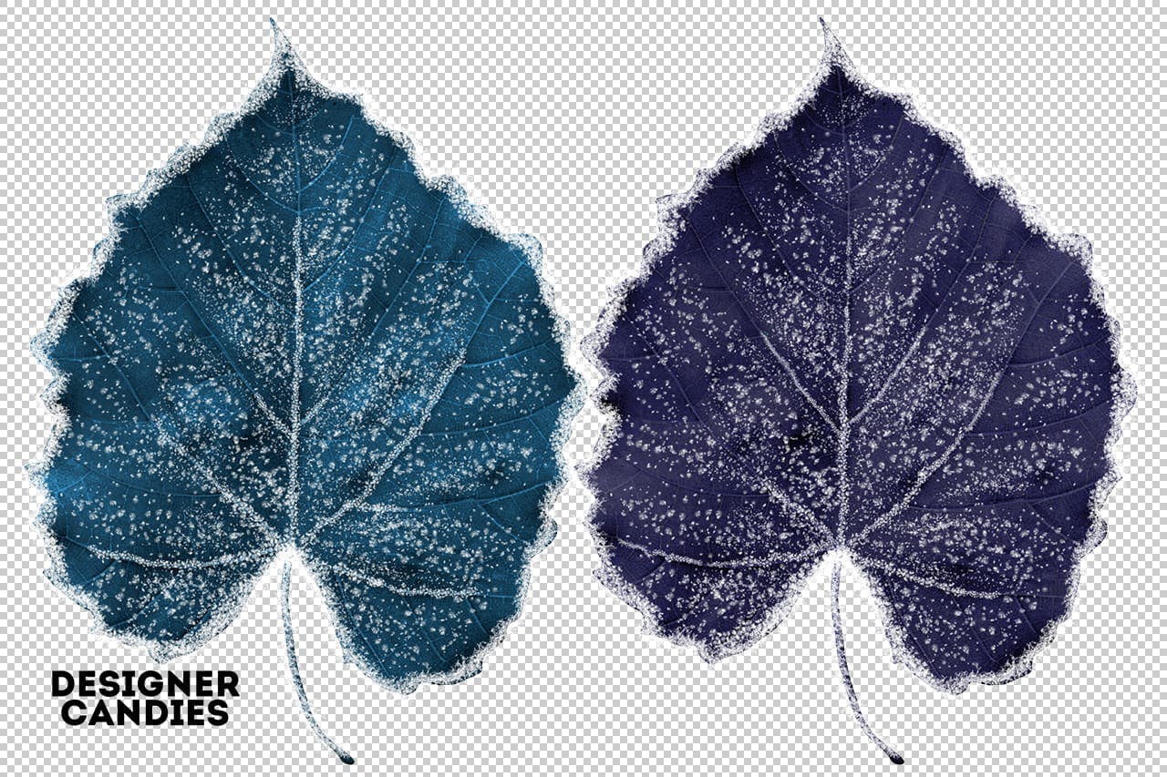 冬季叶子照片叠层素材 Winter Leaves / Leaf Overlays 图片素材 第13张
