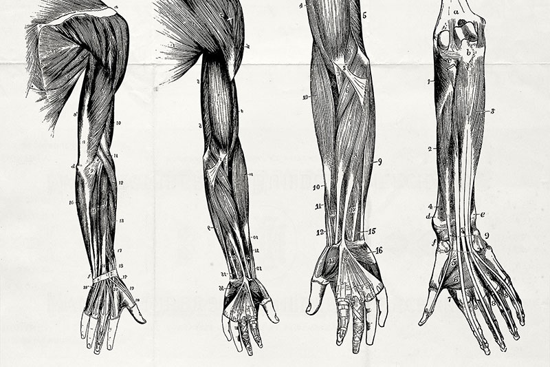 76幅人体器官解剖学示意图，AI源文件 图片素材 第7张