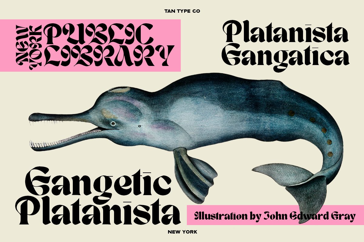 英文字体：复古时尚优雅杂志海报标题设计无衬线字体 TAN - NEW YORK 设计素材 第11张