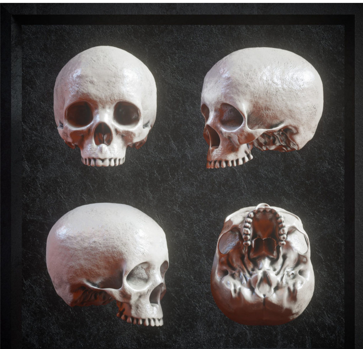 炫酷逼真3D人类头盖骨FBX模型素材 Billelis 3D Skull Model Pack . 第3张
