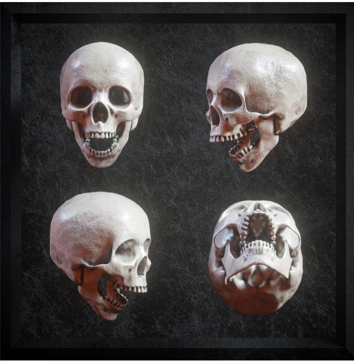 炫酷逼真3D人类头盖骨FBX模型素材 Billelis 3D Skull Model Pack . 第4张