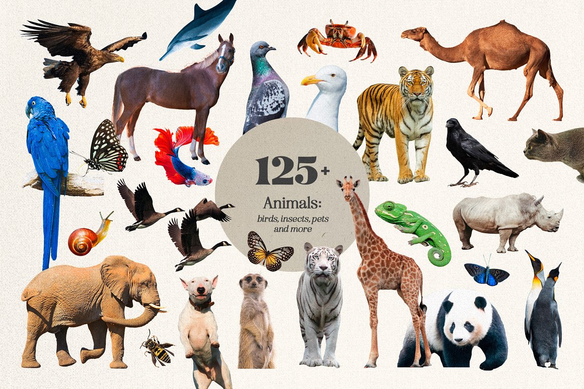 1255个复古做旧杂志剪纸手工裁剪动物植物食物自然纸张背景纹理JPG&PNG素材包 Plot Twist Collage Creator 图片素材 第8张