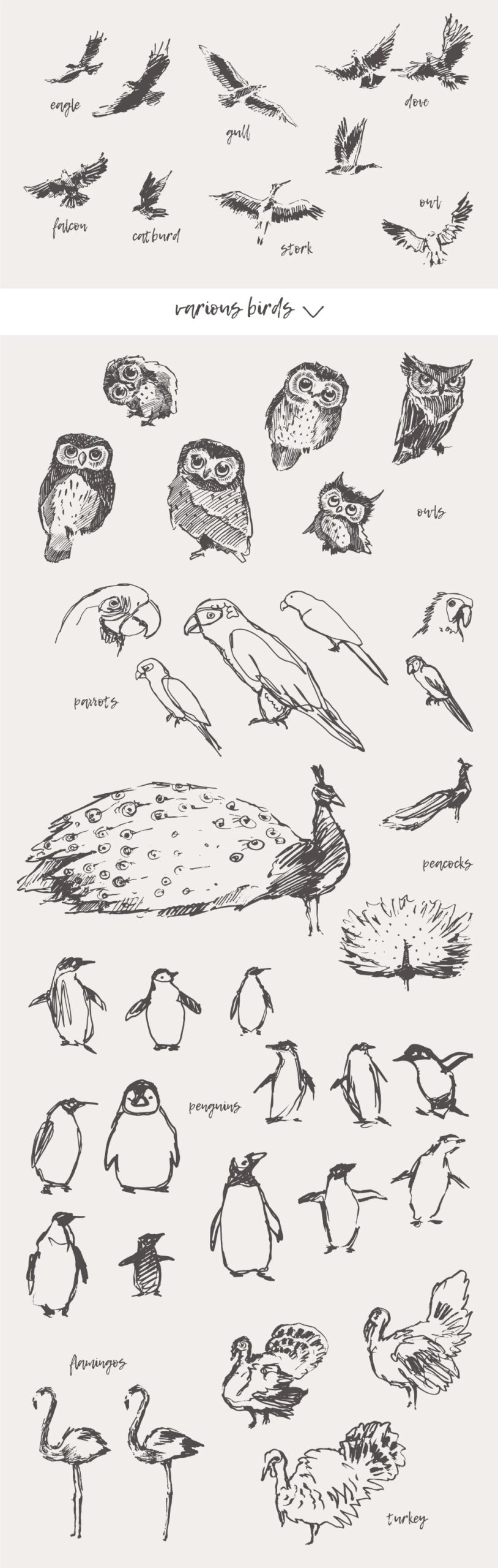 21种森林动物海洋生物插图矢量素材 图片素材 第5张