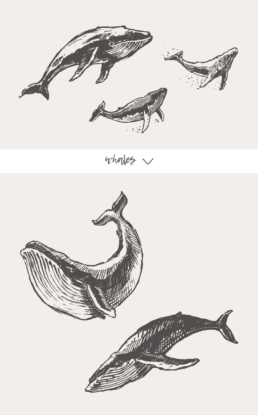 21种森林动物海洋生物插图矢量素材 图片素材 第17张