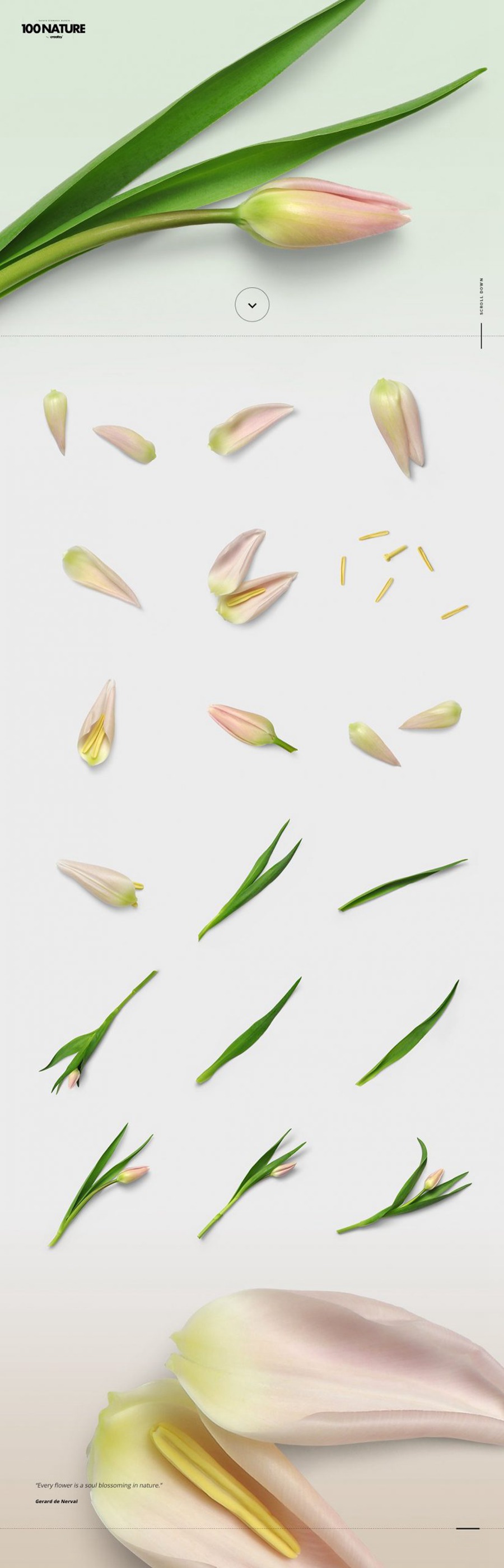 100款绿色花卉自然植物元素tif格式高质量图片素材套装 图片素材 第2张
