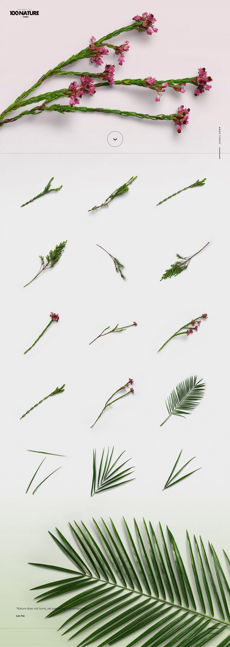 100款绿色花卉自然植物元素tif格式高质量图片素材套装 图片素材 第4张