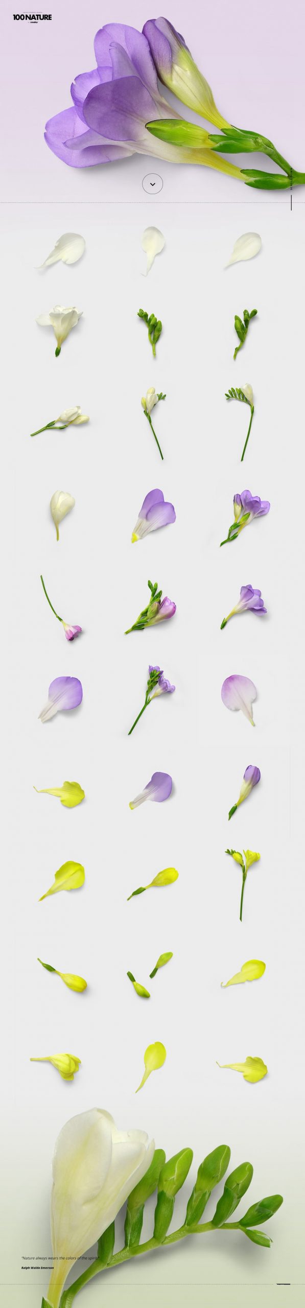 100款绿色花卉自然植物元素tif格式高质量图片素材套装 图片素材 第5张